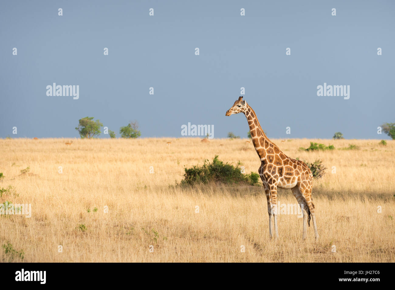 Girafe (Giraffa camelopardis), l'Ouganda, l'Afrique Banque D'Images