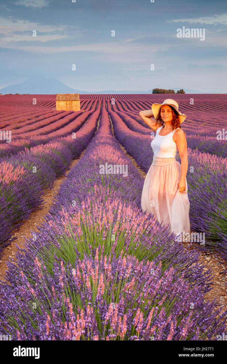 Woman with hat en champs de lavande, Plateau de Valensole, Alpes de Haute Provence, Provence-Alpes-Côte d'Azur, France, Europe Banque D'Images