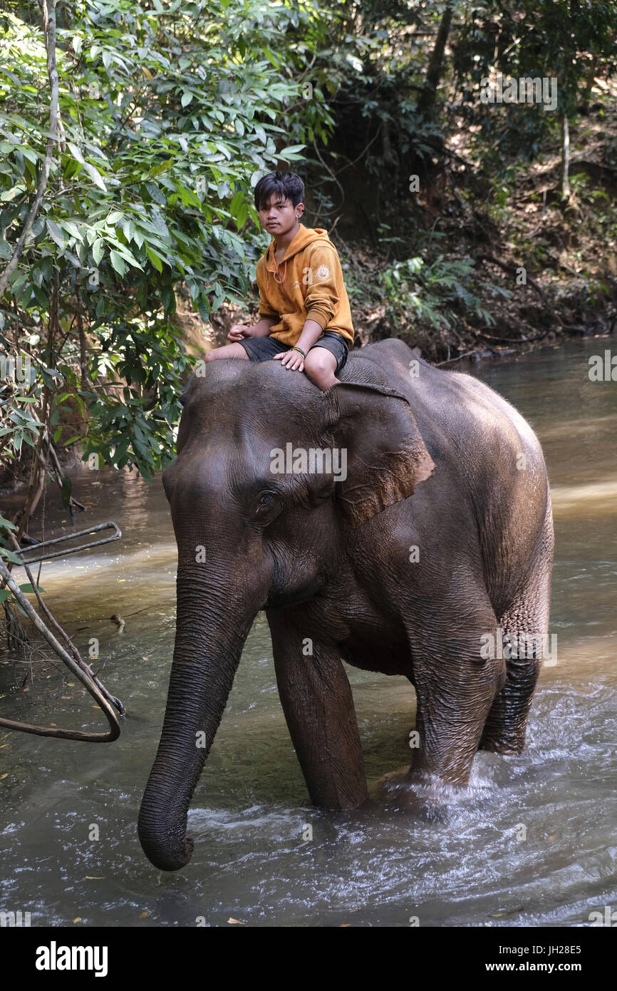 Mahoot équitation l'éléphant, le sanctuaire d'éléphants, Mondulkiri, Cambodge, Indochine, Asie du Sud, Asie Banque D'Images