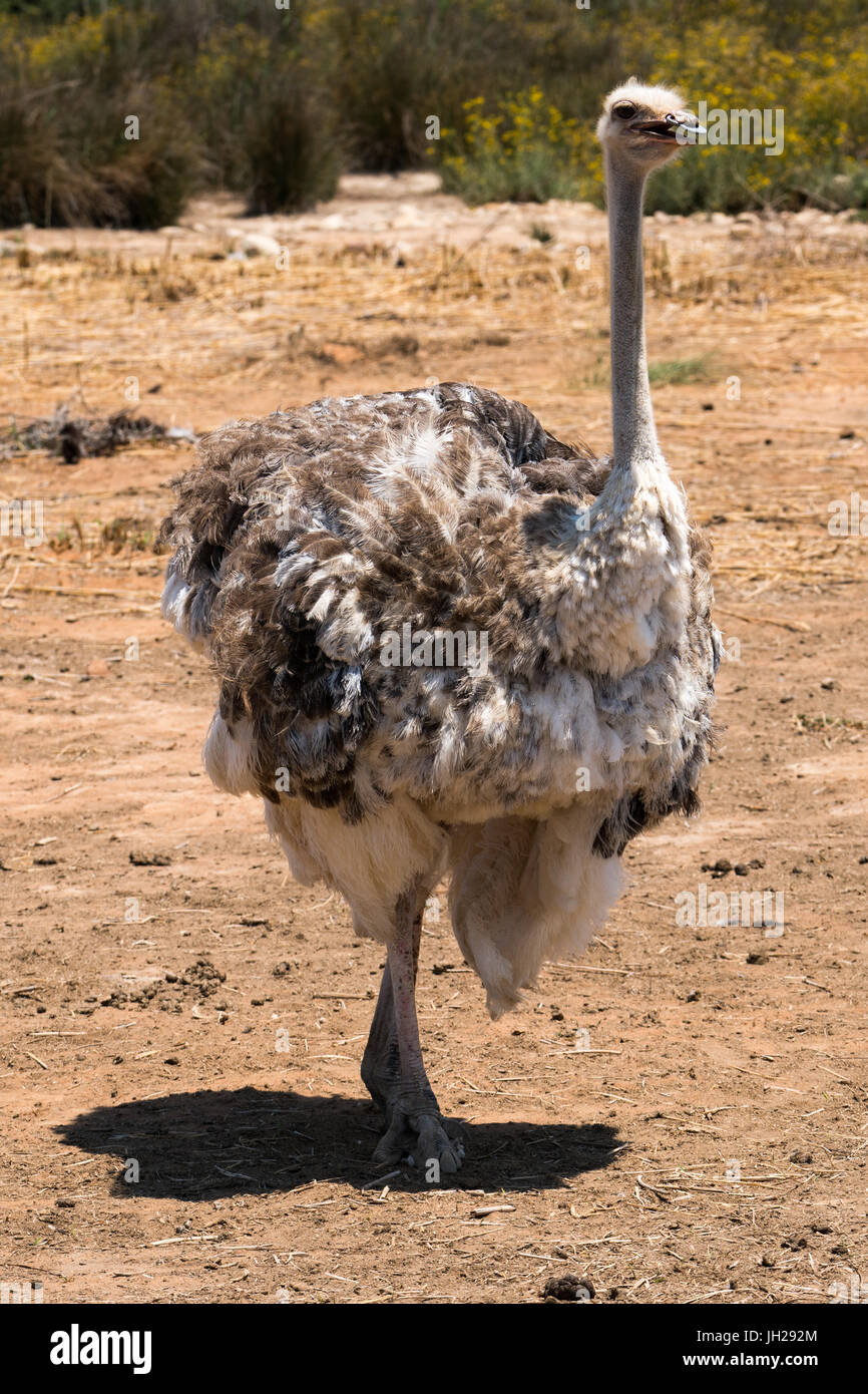Autruche autruche dans Safari Park, Oudsthoorn, Afrique du Sud, l'Afrique Banque D'Images