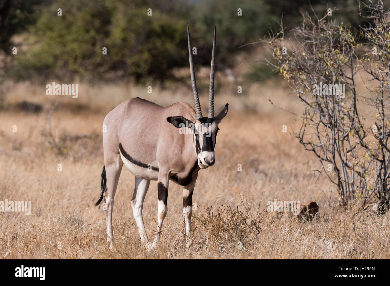 Oryx de beisa (Oryx gazella beisa), Conservation de Kalama, Samburu, Kenya, Afrique de l'Est, l'Afrique Banque D'Images