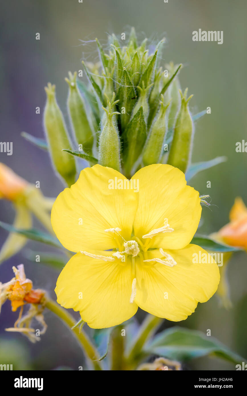 L'Oenothera biennis jaune ouvert fleur, également connu sous le nom de common evening-primrose, soir primerose, étoile du soir et sun drop. Les fleurs ouvertes en soirée Banque D'Images