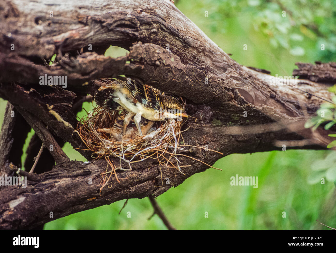 Bay-grièche écorcheur, ((Lanius vittatus), jeune au nid, parc national de Keoladeo Ghana, Bharatpur, Rajasthan, Inde Banque D'Images