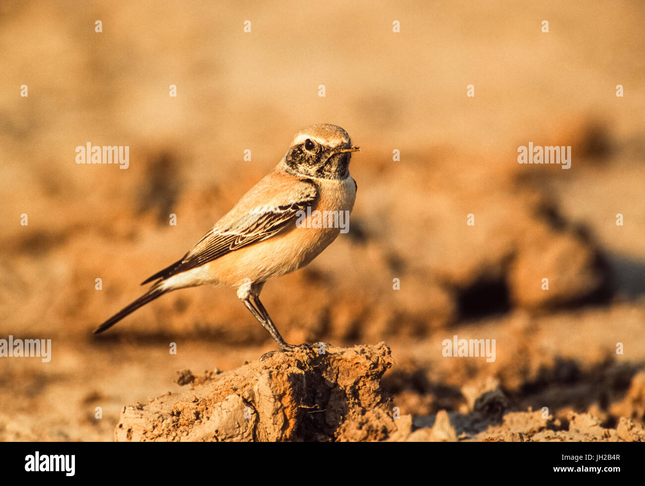 Desert Wheatear, Oenanthe deserti, Keoladeo Ghana National Park, Bharatpur, Rajasthan, Inde Banque D'Images