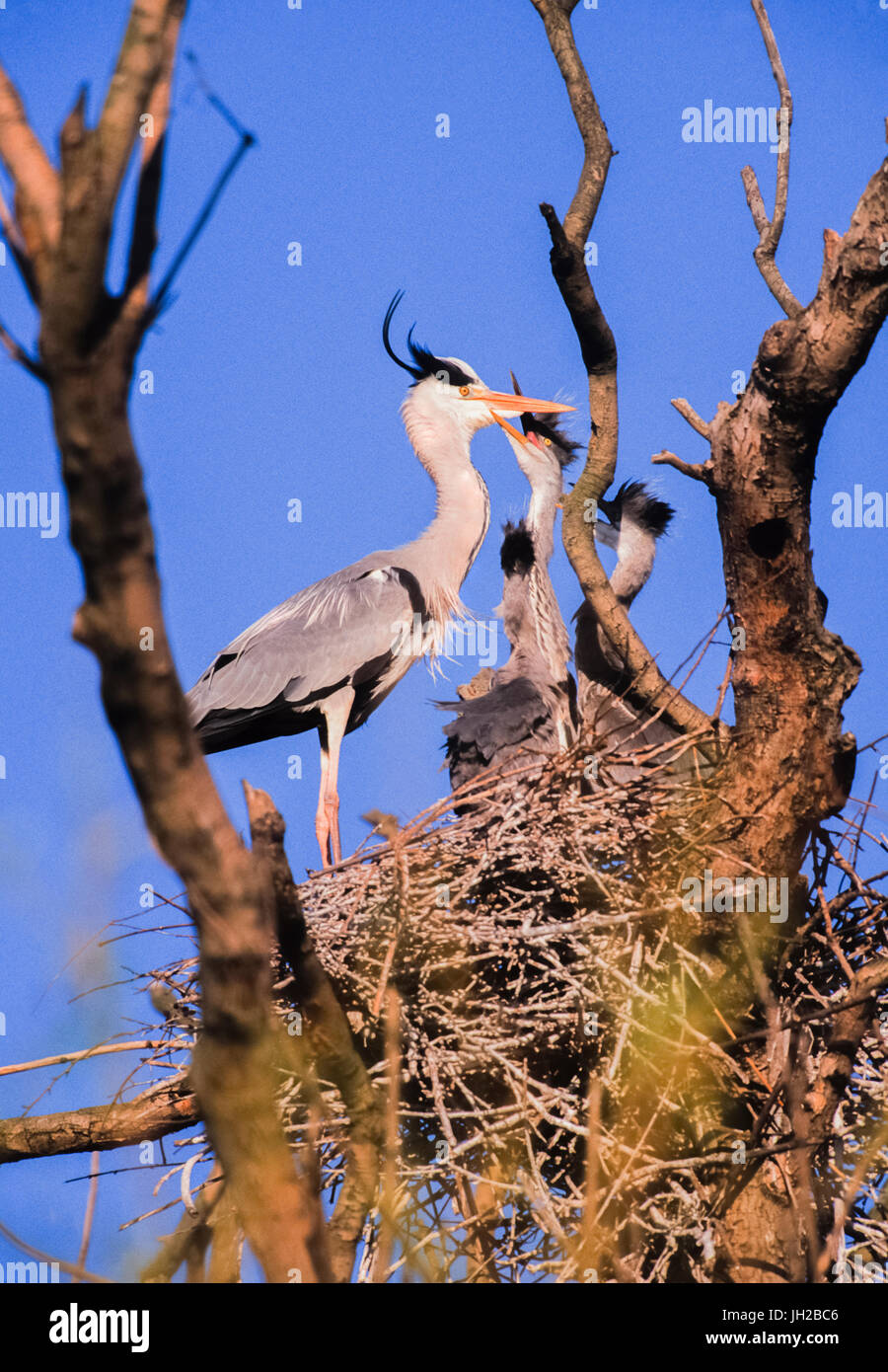 Héron cendré (Ardea cinerea), adultes, RSS d'oiseaux nichent en juvéniles, Regents Park, Londres, Royaume-Uni Banque D'Images