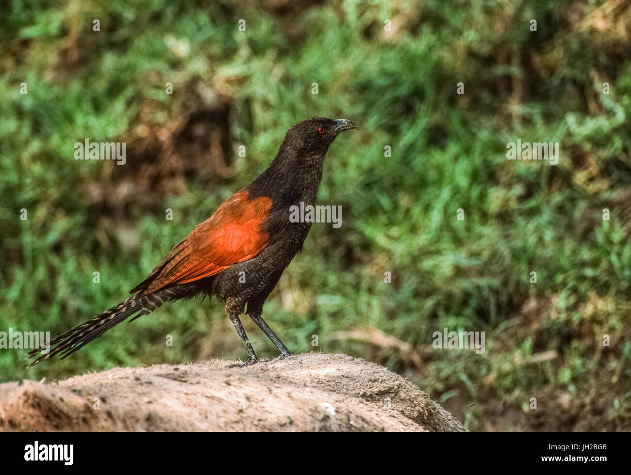 De plus, (Centropus sinenesis), debout sur la carcasse des animaux, le parc national de Keoladeo Ghana, Bharatpur, Rajasthan, Inde Banque D'Images