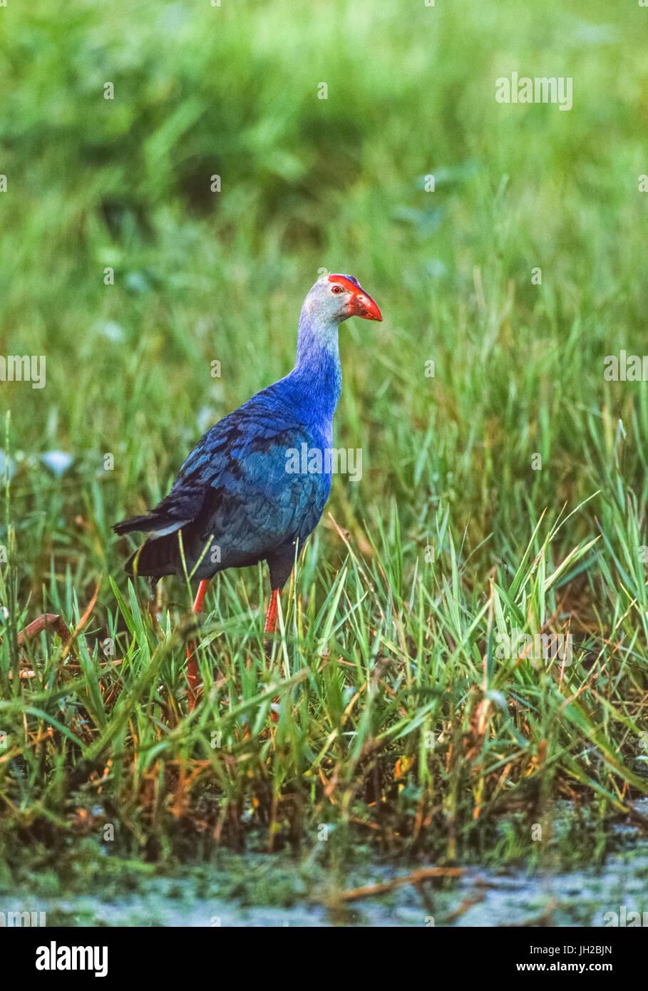 Swamphen à tête grise, Porphyrio poliocephalus, parc national de Keoladeo Ghana, Bharatpur, Rajasthan, Inde Banque D'Images