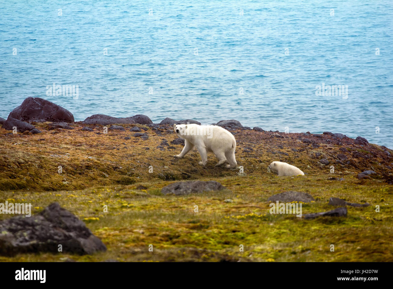 Les ours polaires sur Terre. Franz-Joseph Femme avec drôle plump cub sur île de Northbrook. Approcher progressivement à jamais vu l'homme Banque D'Images