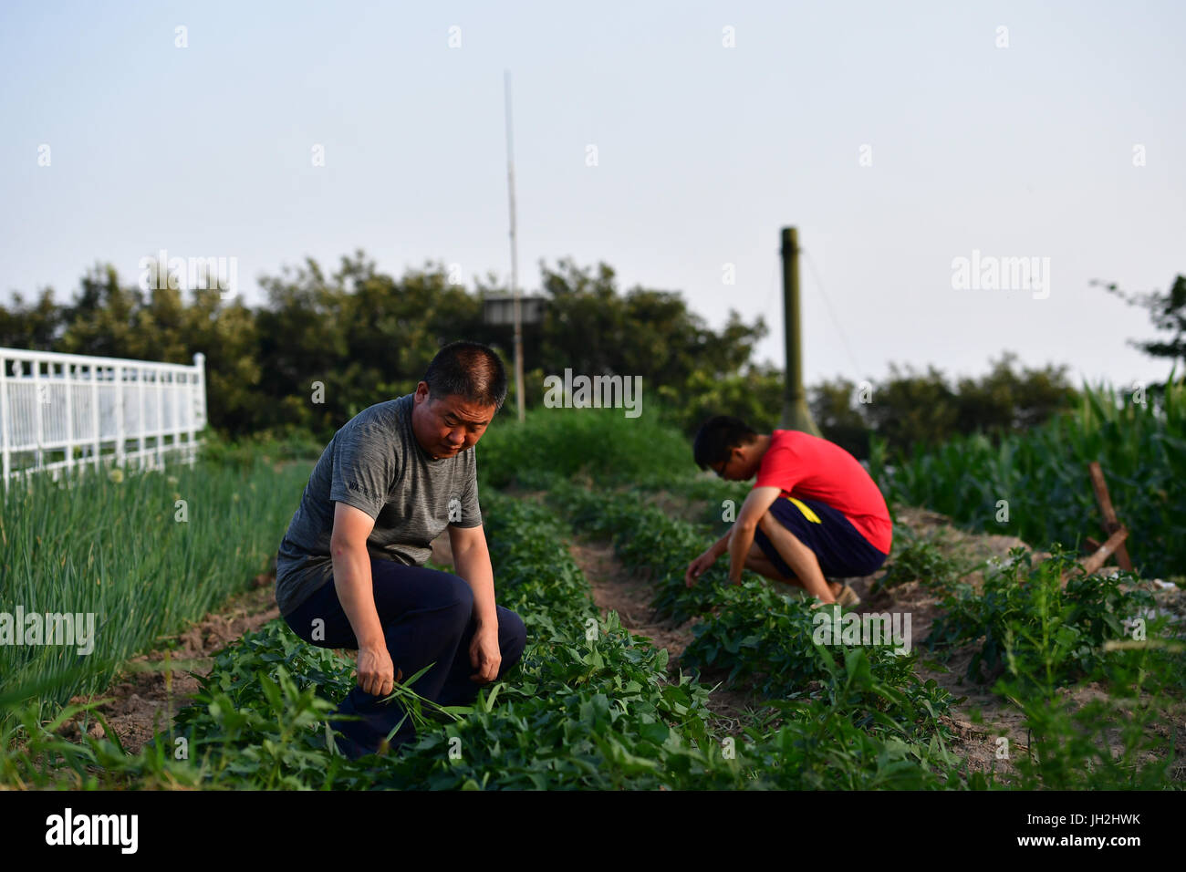 (170712) -- ZHENGZHOU, 12 juillet 2017 (Xinhua) -- Wang Yantao (L) et son collègue à la lutte contre les mauvaises herbes un champ de pommes de terre douce près de la station climatologique de référence nationale sur le dessus de la montagne Songshan de Paomaling dans Ville de Dengfeng, province du Henan en Chine centrale, le 11 juillet 2017. La station climatologique de référence nationale sur la montagne Songshan, avec une histoire de 61 ans et d'une altitude de 1 178 mètres, est la seule station climatologique de référence de haute montagne dans le Henan. 52-year-old Wang Yantao, le chef de la station, a travaillé ici pendant 32 ans. En dépit des difficultés de travailler ici, lik Banque D'Images