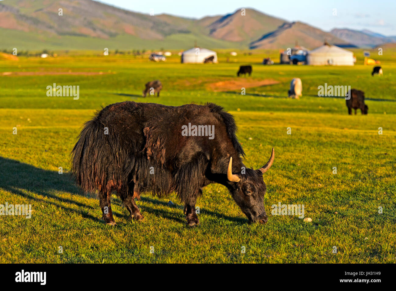 Yak noir de pâturage (Bos mutus), Vallée de l'Orkhon, Mongolie Banque D'Images