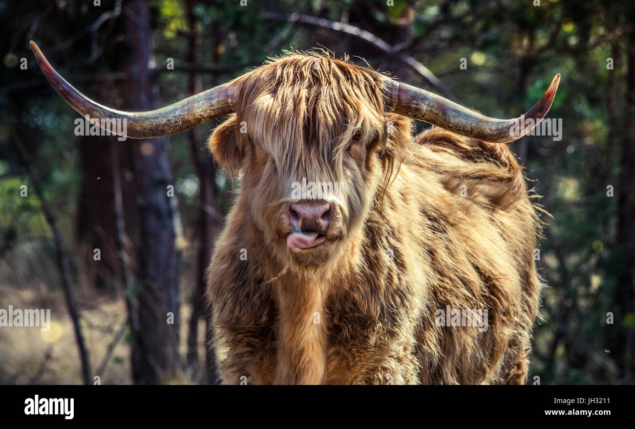 le male de la vache