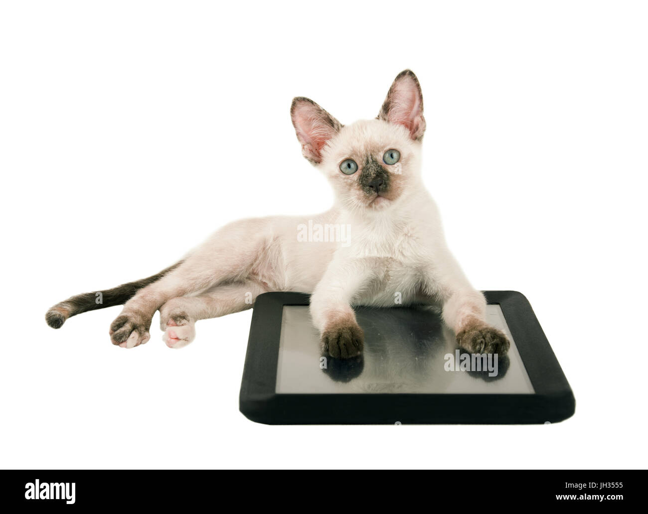 Cute tortie point Siamese kitten couché avec ses pattes sur une tablette, à la recherche ; isolated on white Banque D'Images