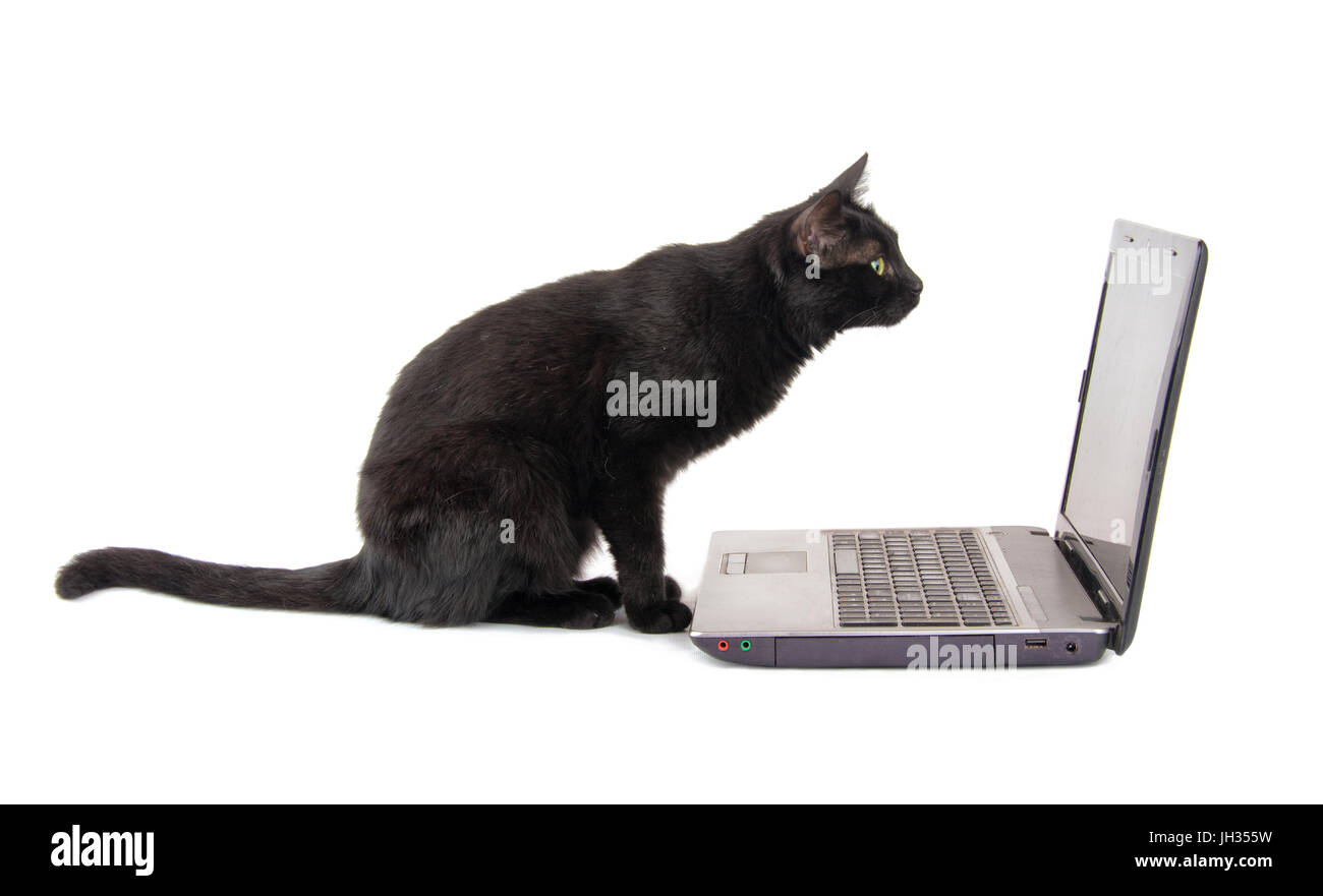 Vue latérale d'un curieux chat noir l'inspection d'un écran de l'ordinateur portable, sur fond blanc Banque D'Images