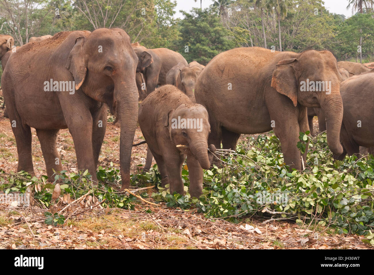 Troupeau d'éléphants d'asie se nourrissent de branches fraîchement coupées à l'orphelinat des éléphants de Pinnawela au Sri Lanka Banque D'Images
