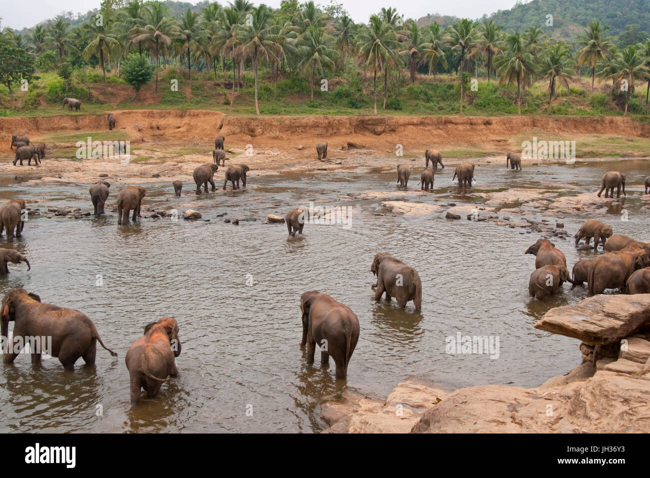Troupeau d'éléphants d'Asie (Elephas maximus) de l'orphelinat des éléphants de Pinnawela dans une rivière peu profonde. Banque D'Images