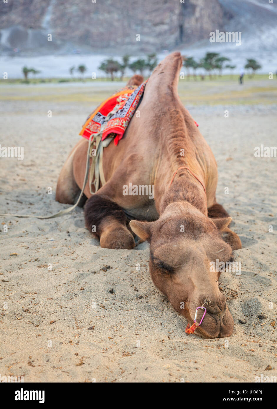 Camel s'infiltre dans le sable dans la vallée de Nubra au Ladakh, Inde Banque D'Images