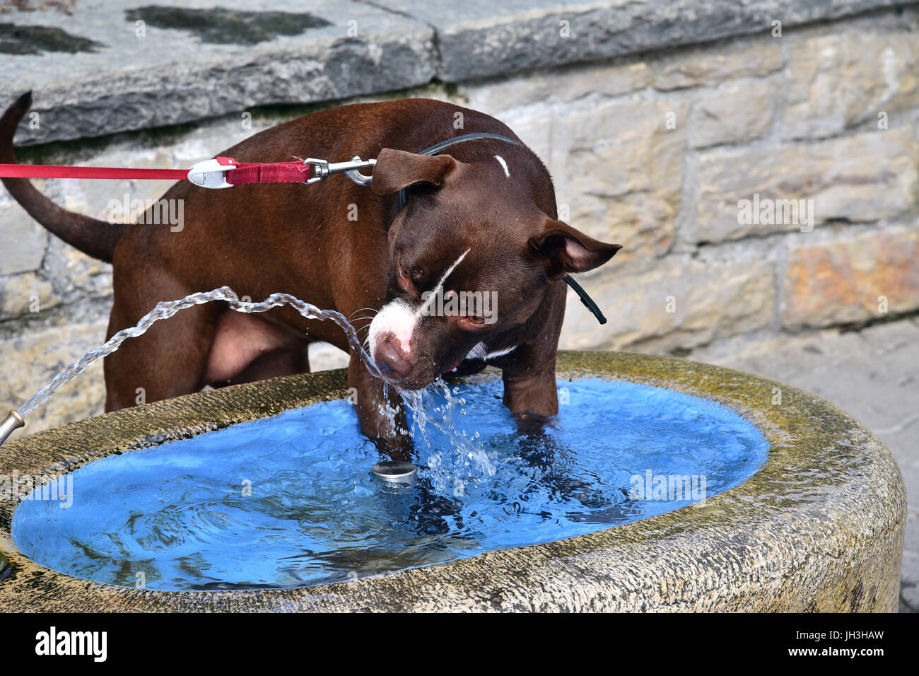 Chien l'eau potable de l'eau du robinet,chutes du Rhin,suisse Photo Stock -  Alamy