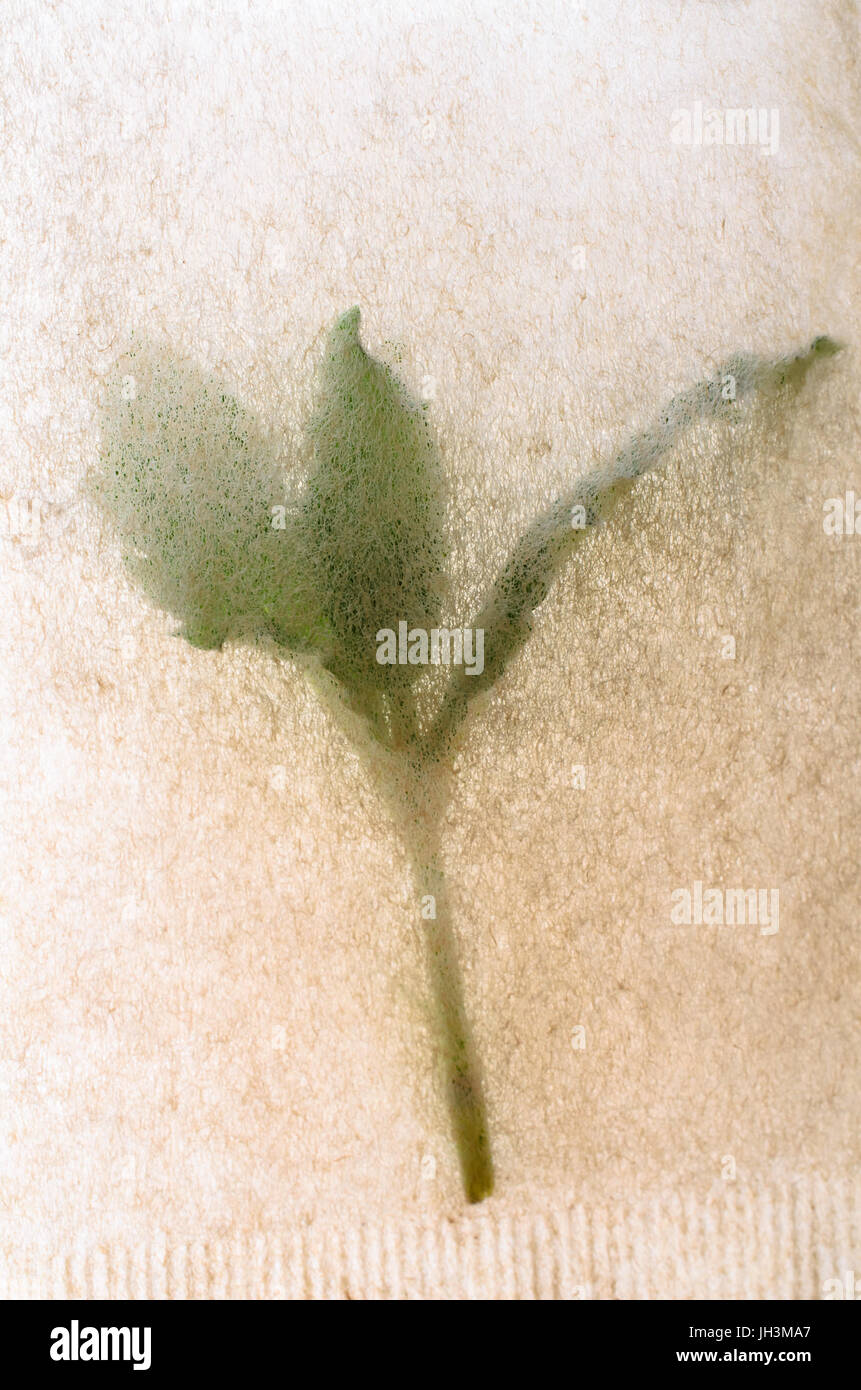 Gros plan d'une branche de feuilles de menthe poivrée à l'intérieur d'un sachet écru. Banque D'Images