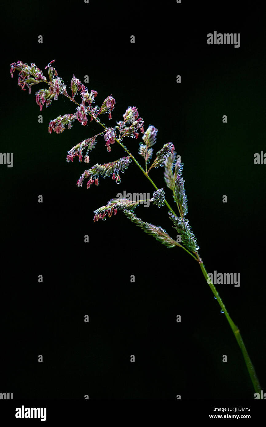 Close-up wild grass tête. Banque D'Images