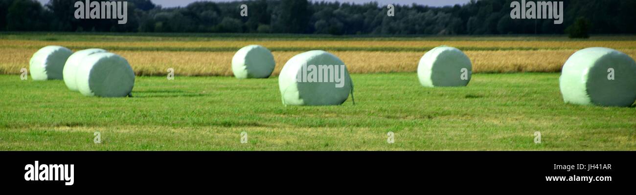 Les balles d'ensilage, l'ensilage d'herbe, ensilage de maïs, d'ensilage, des balles d'Ensilage heap Banque D'Images