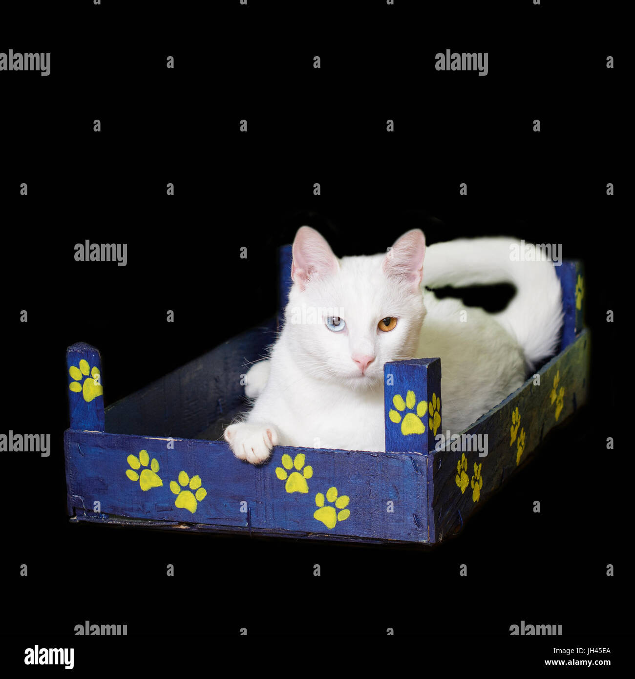 Chat blanc avec heterochromia iridum couché dans une petite caisse en bois. Banque D'Images