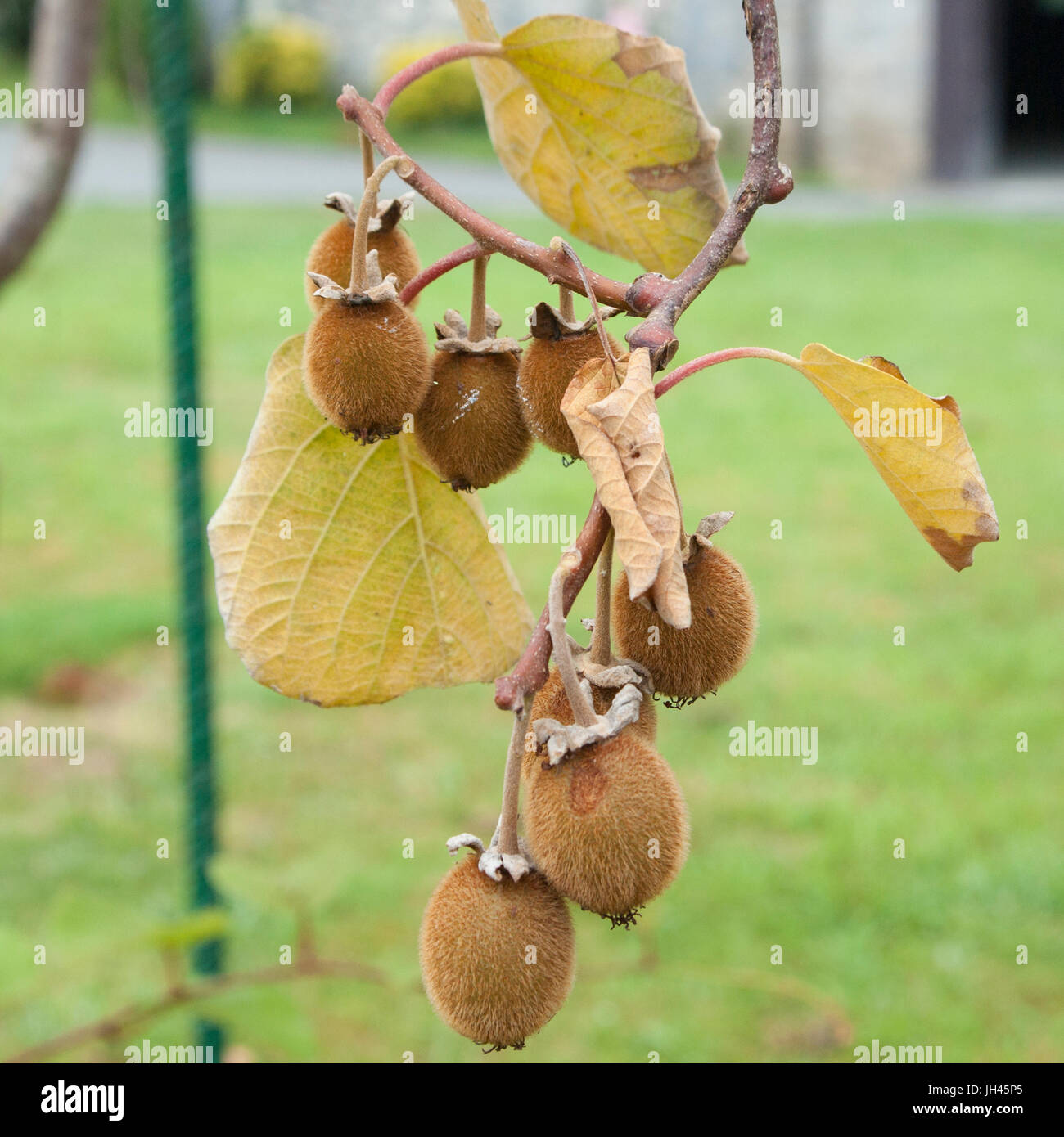 Kiwi fruits sur l'arbre en Urrestilla, Pays Basque, Espagne Banque D'Images