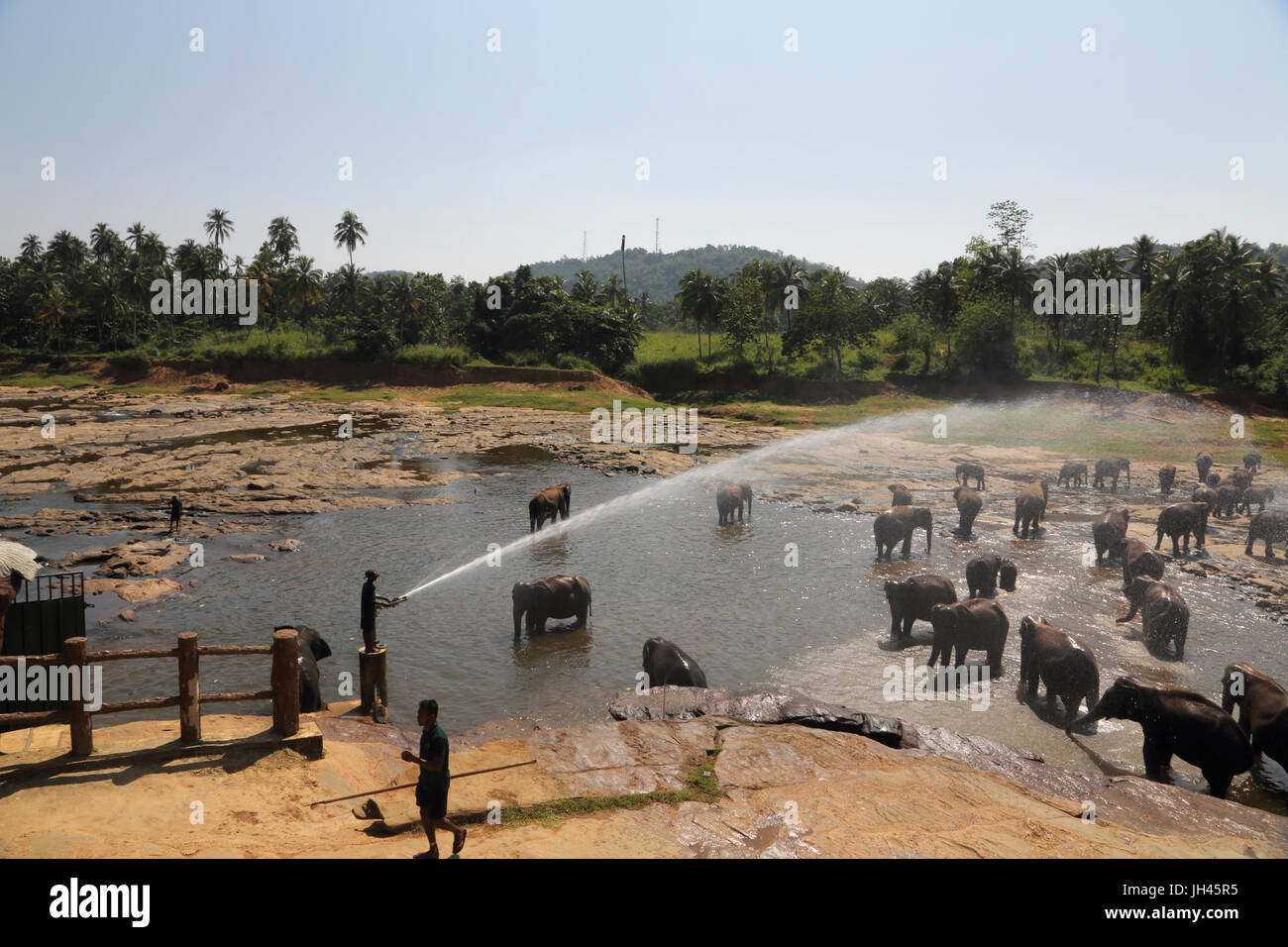 La Province centrale Pinnawala Sri Lanka orphelinat Pinnawala Elephant les éléphants se baigner dans la rivière Oya Ma Banque D'Images