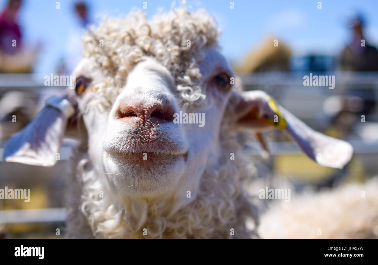 Chèvre frisée Banque de photographies et d'images à haute résolution - Alamy