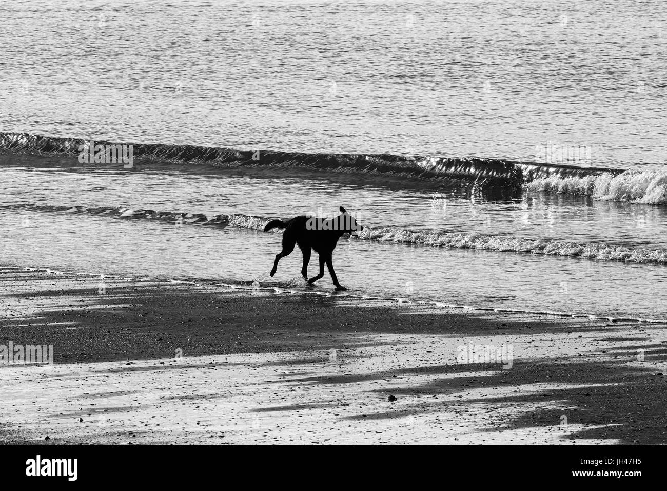 feuillage Banque D'Images