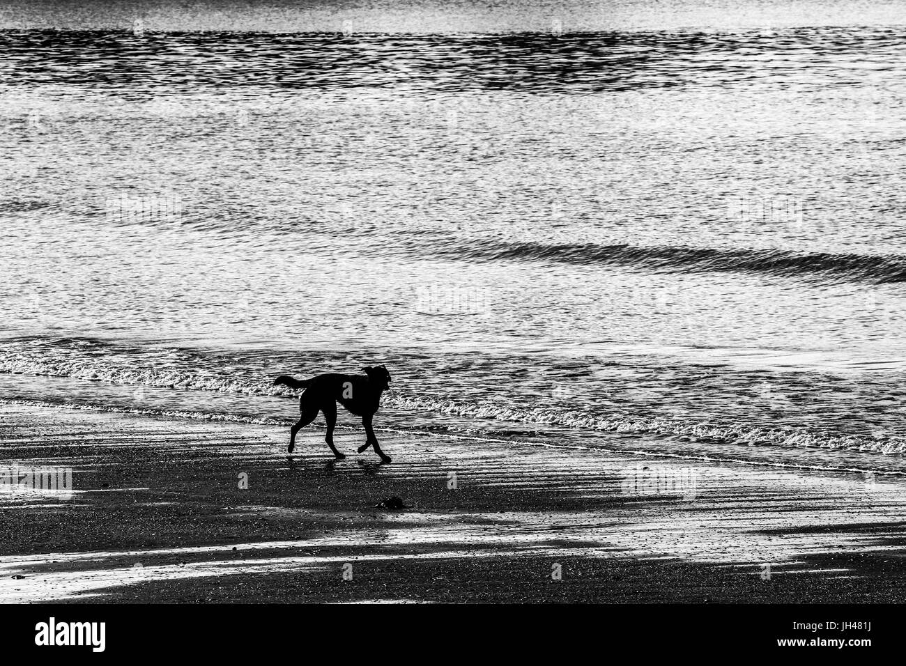 feuillage Banque D'Images