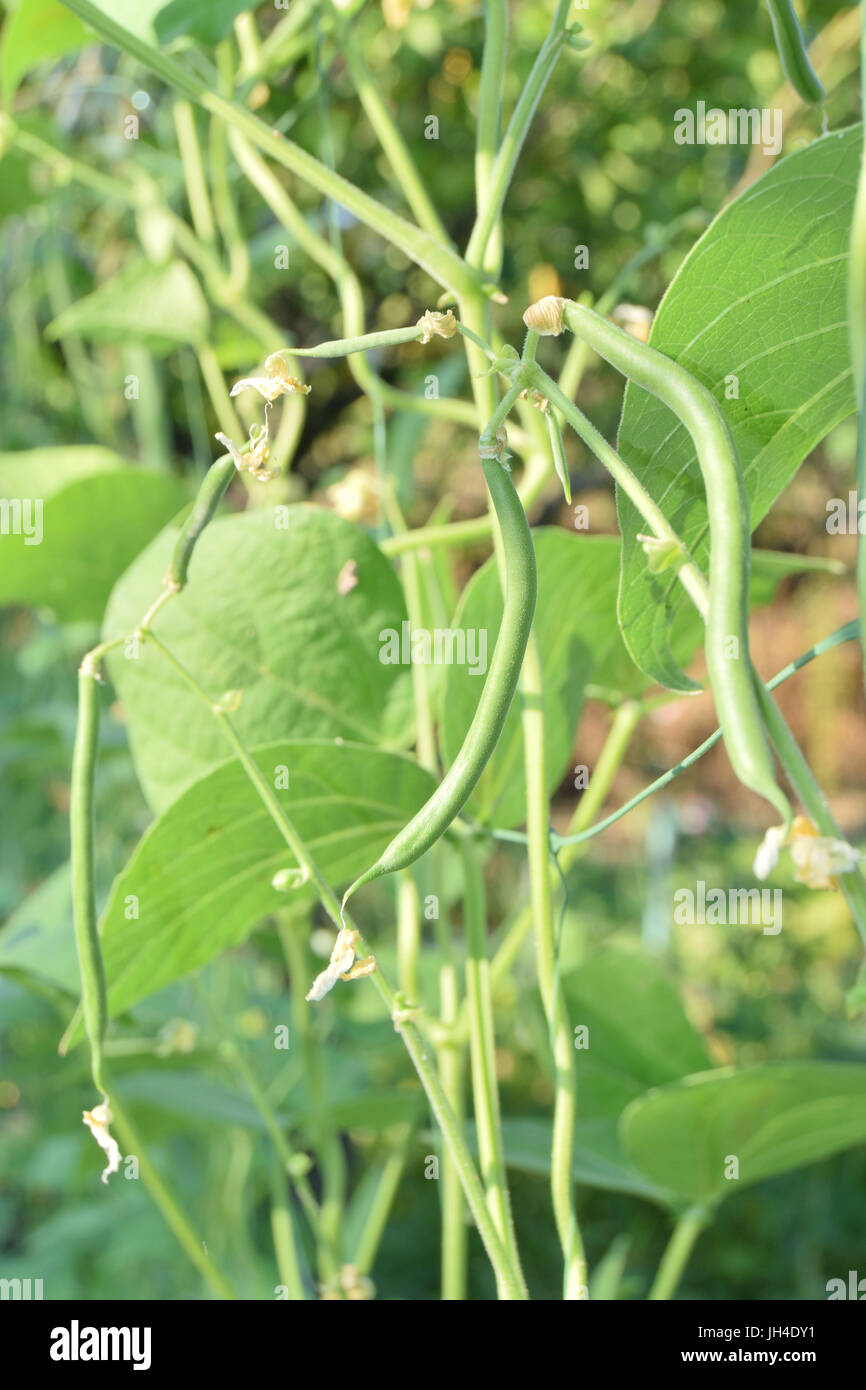 Culture de haricots verts Banque de photographies et d’images à haute — free download