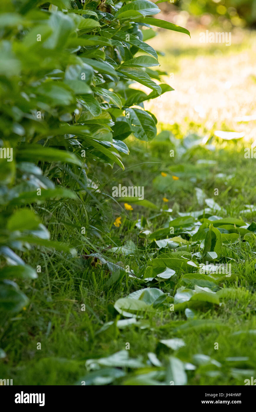 Photo verticale d'une haie de laurier vert avec découpes sur l'herbe en dessous. Le taillage de haie fait partie de l'entretien des jardins Banque D'Images