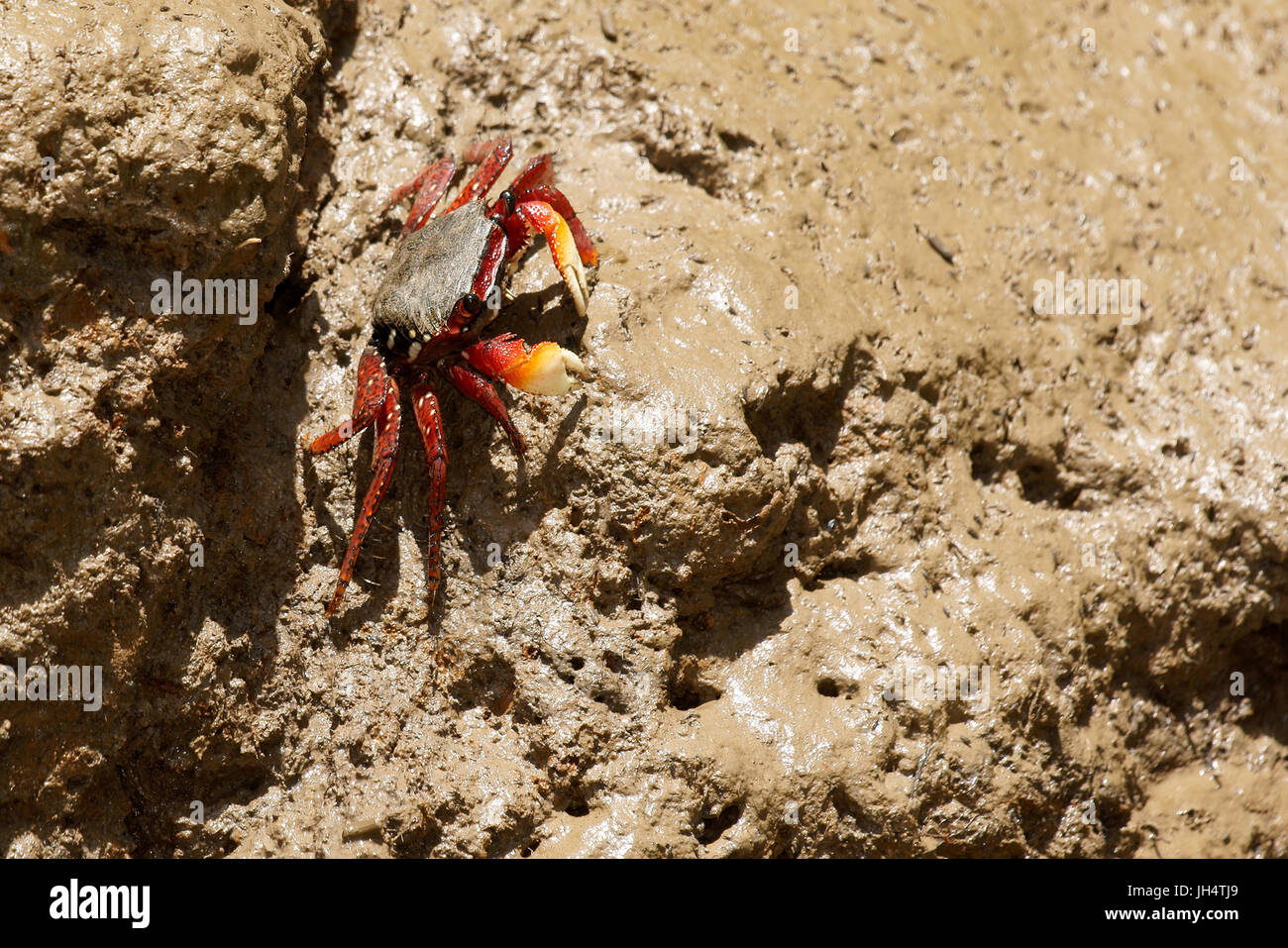 Rouge crabe aratus, Delta Parnaíba, Rio Parnaíba, Parnaíba, Piauí, Brésil Banque D'Images