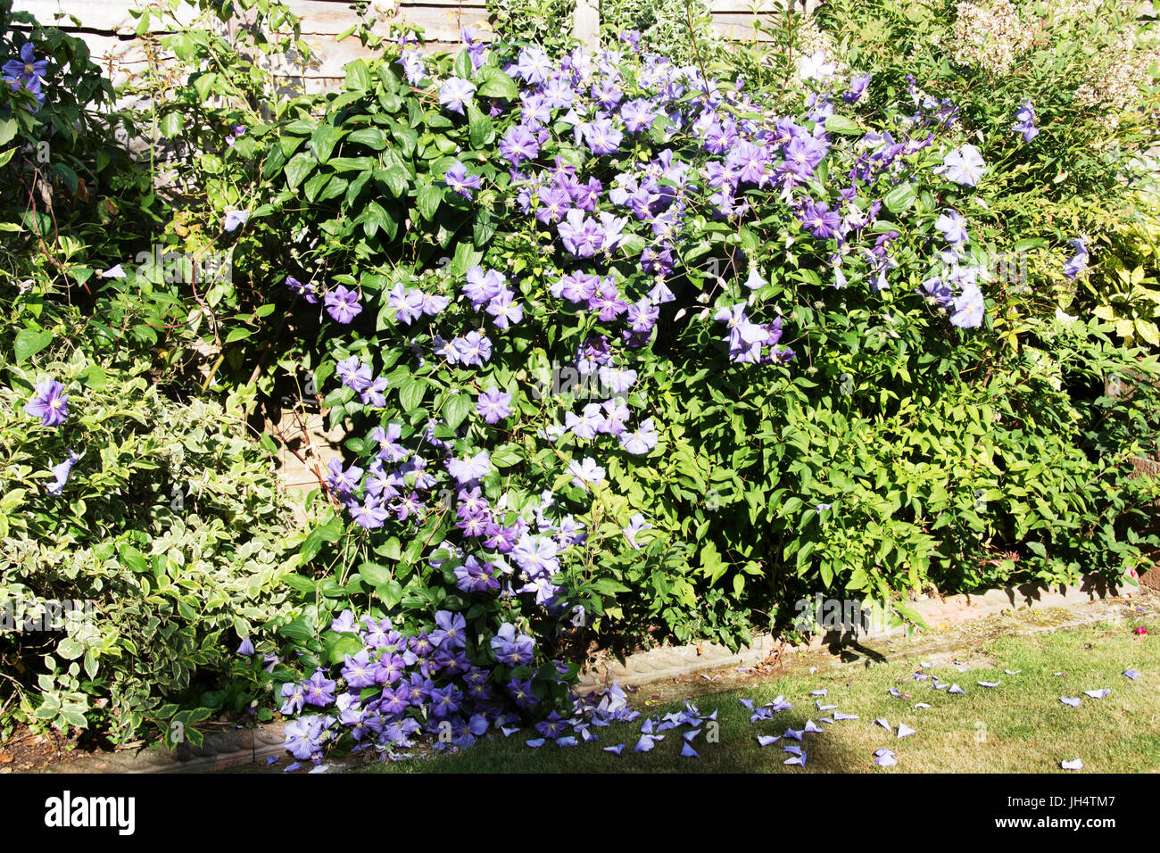 Bleu superbe Clematis 'Rhapsody' Banque D'Images