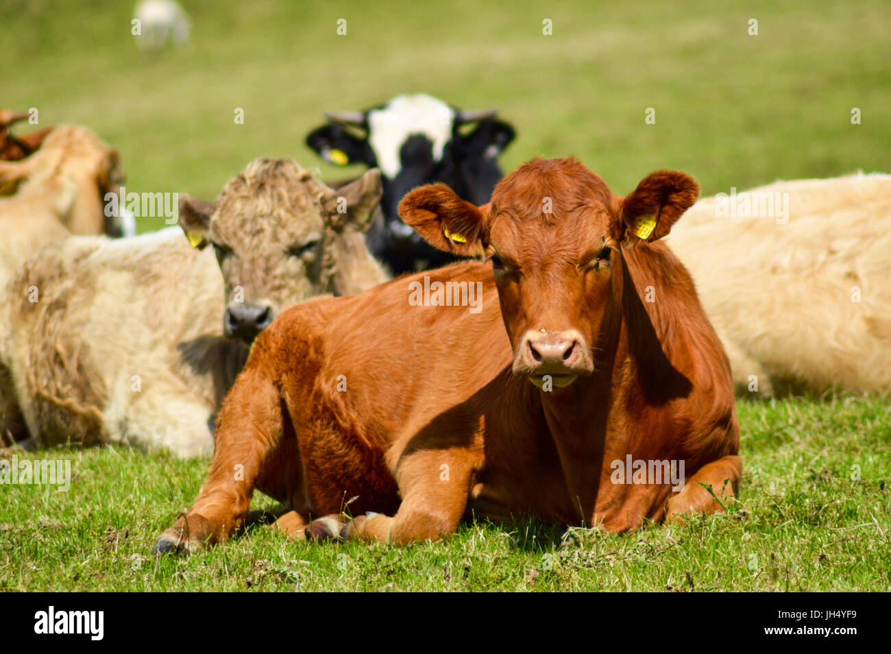 Les vaches au repos Banque D'Images