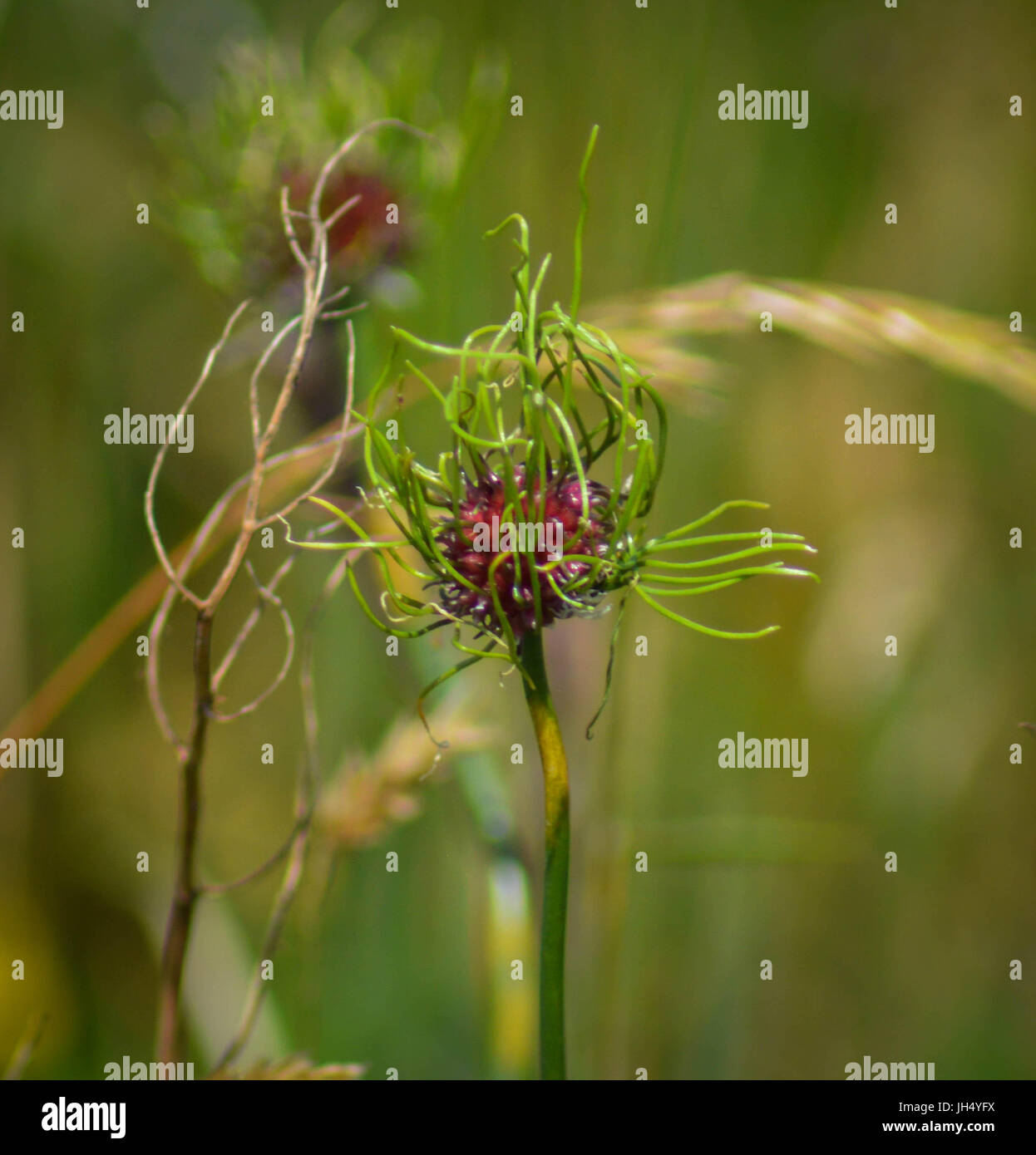 Les herbes folles, Devon UK Banque D'Images