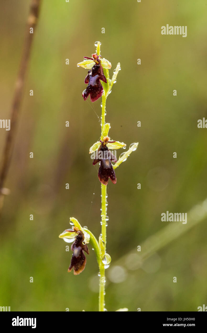 Orchidée sauvage rare Banque de photographies et d'images à haute  résolution - Alamy