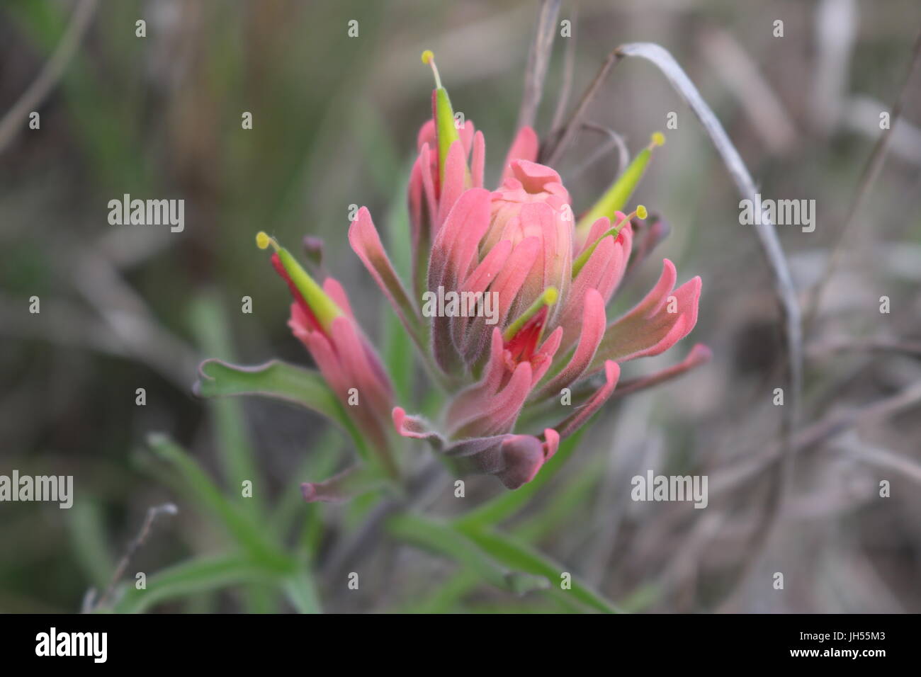 Libre de blooming Grevillea 'Superb' dans la nature Banque D'Images