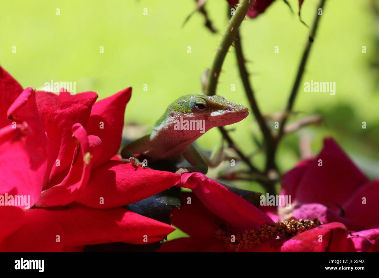 Close up of a green anole lizard dans un rosier Banque D'Images