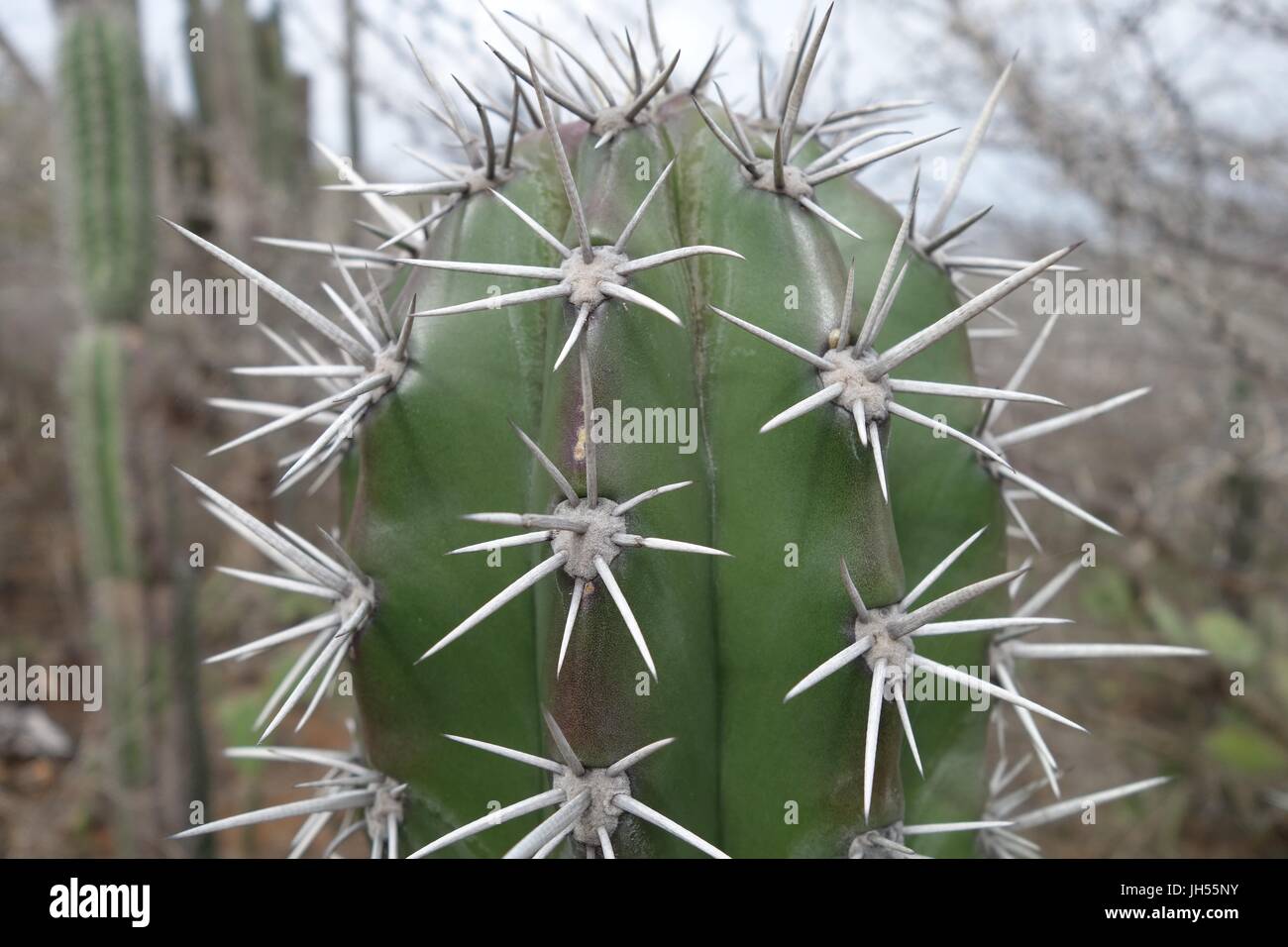 Close up d'un cactus à Aruba Banque D'Images