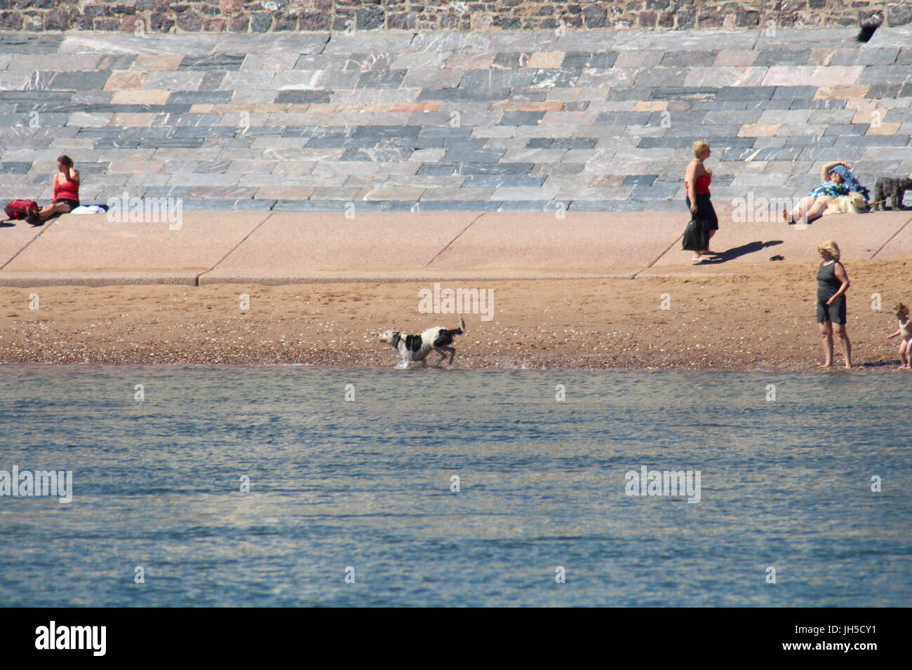 Dog on beach, plage de chien, chien qui court sur la plage, sur l'interdiction des chiens plage, mer, plages, chien chien amical friendly beach, littoral, la plage, plage, Royaume-Uni Banque D'Images