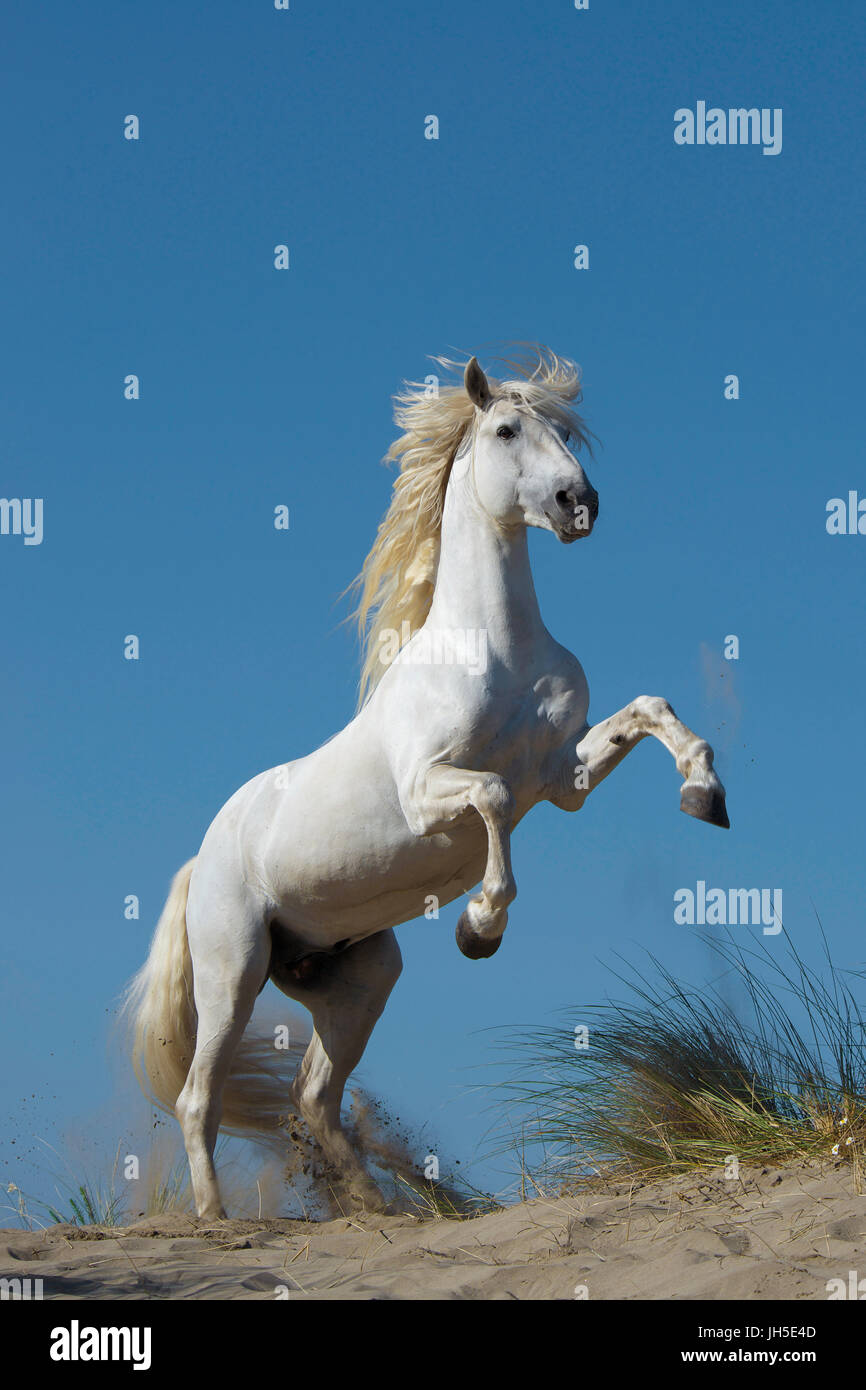 Élevage de chevaux blancs dans les dunes Banque D'Images