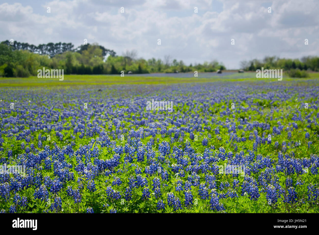 Un champ de Bluebonnets dans Brenham, Texas Banque D'Images