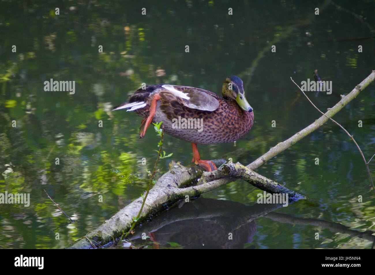 En faisant du yoga canard Sheppards Yard Banque D'Images