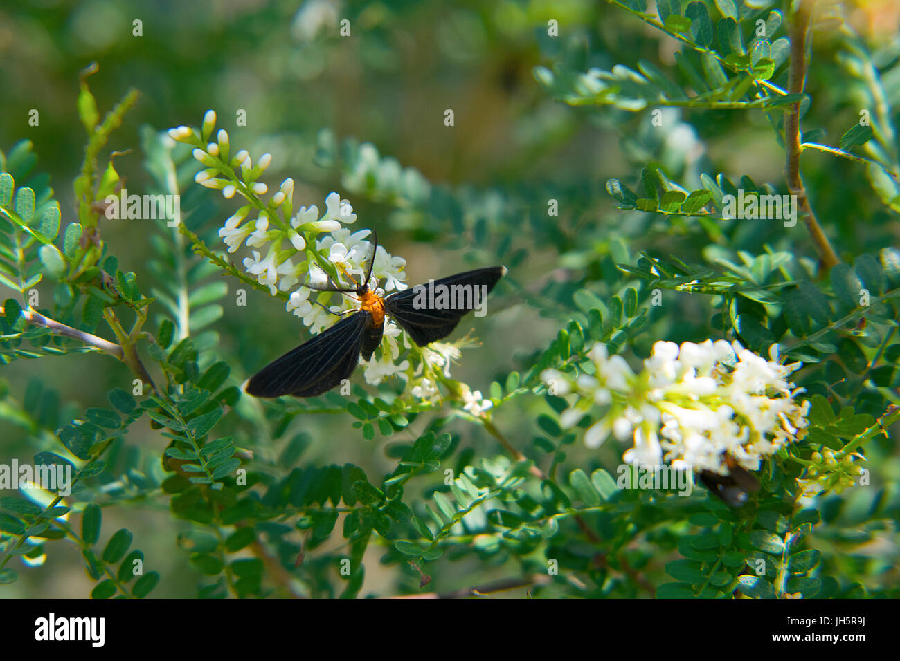 Un White-Tipped papillon noir se nourrissant de fleurs à Brazos Bend State Park au Texas Banque D'Images