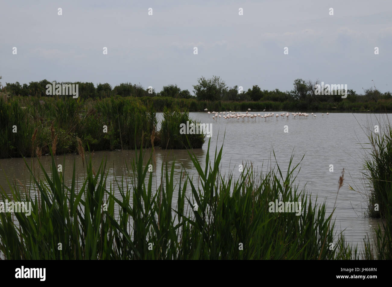 Les oiseaux, flamants roses, lac, étang de Vaccarès, 2017, Saint Marie de la mer, Camargue, France Banque D'Images