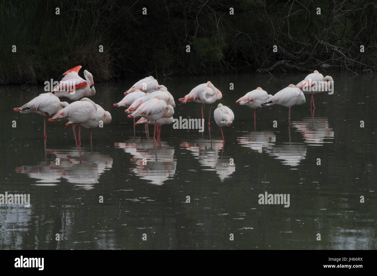 Les oiseaux, flamants roses, lac, étang de Vaccarès, 2017, Saint Marie de la mer, Camargue, France Banque D'Images