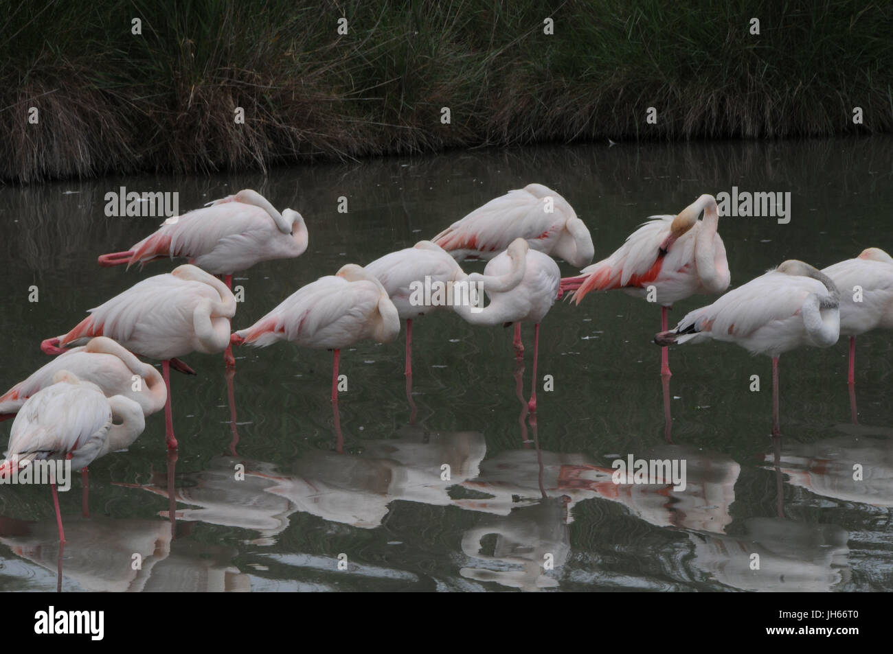 Les oiseaux, flamants roses, lac, étang de Vaccarès, 2017, Saint Marie de la mer, Camargue, France Banque D'Images