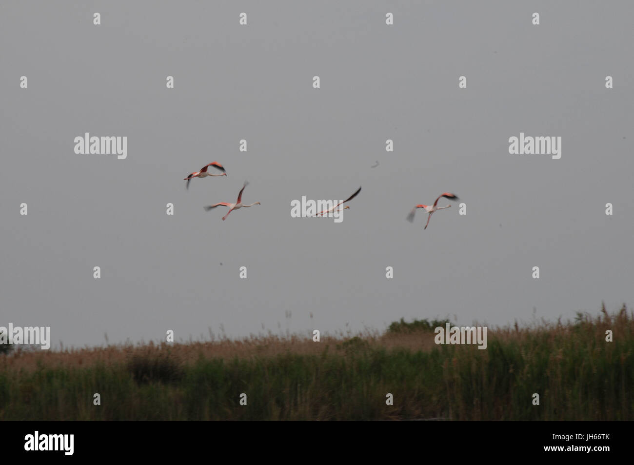 Les oiseaux, flamants roses, lac, étang de Vaccarès, 2017, Saint Marie de la mer, Camargue, France Banque D'Images