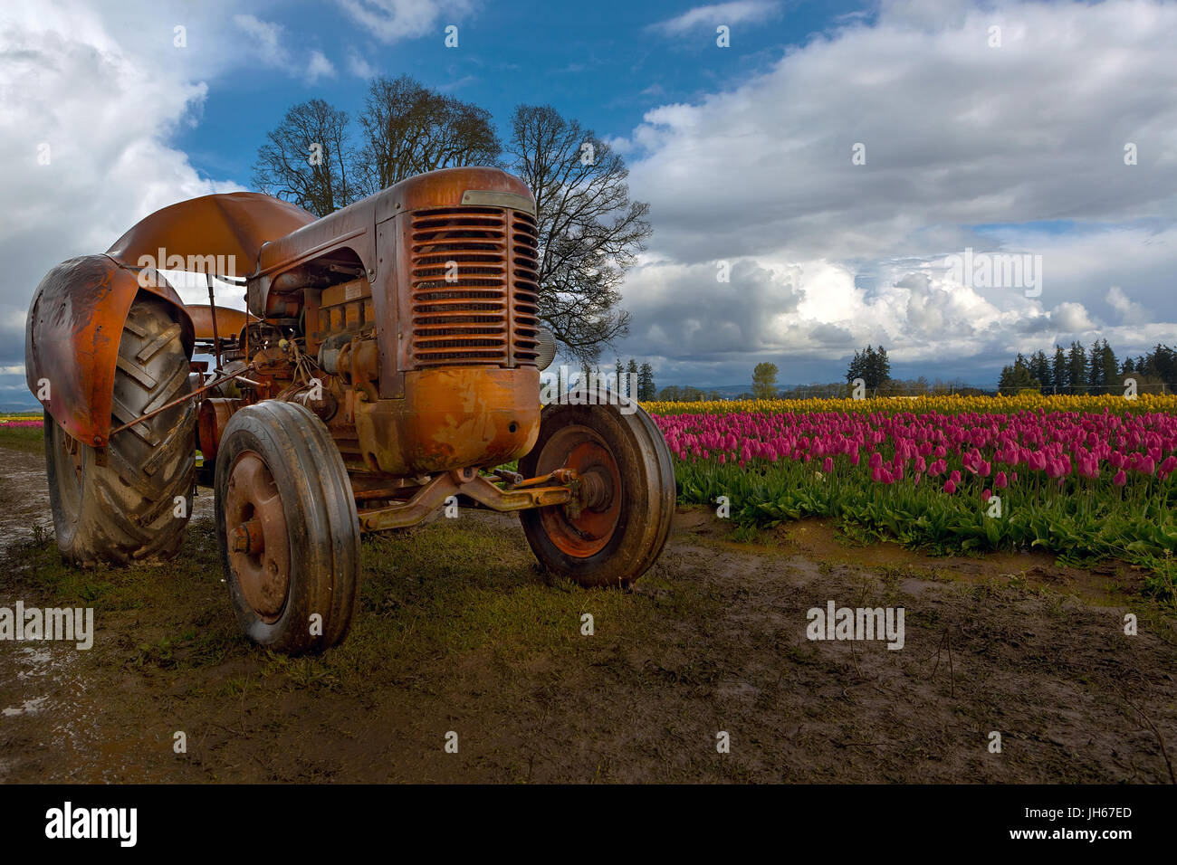 Le tracteur en orange tulip field au Festival des tulipes de sabots de bois dans la région de Woodburn Oregon Banque D'Images